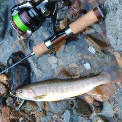 増水の谷でイワナ釣り